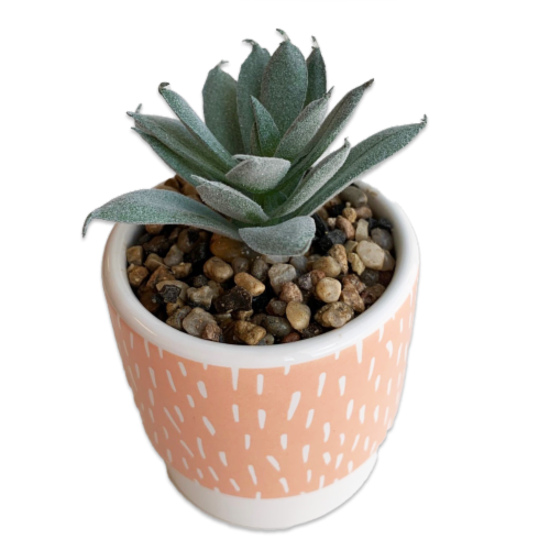 IG Design Potted Succulent - Pink Perspective: front