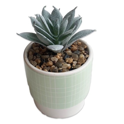 IG Design Potted Succulent - Green Perspective: front