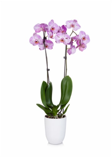 Potted Phalaenopsis Orchid Perspective: front