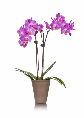 Petite Orchid in Clay Potted Plant Perspective: front
