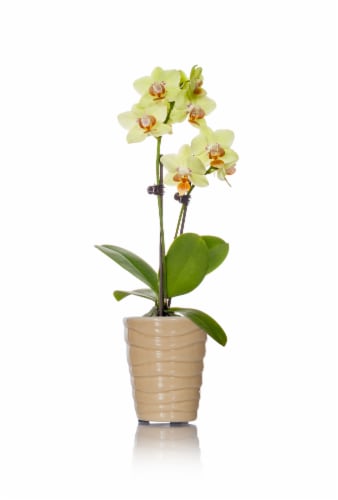 Mini Orchid Potted Plant Perspective: front