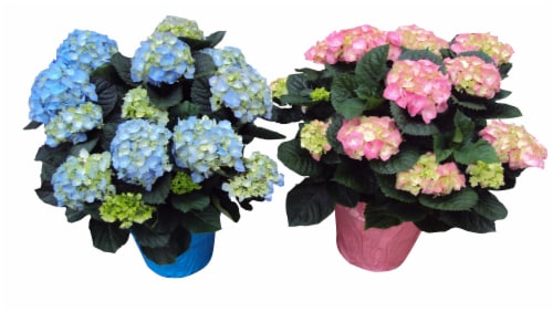 Hydrangea, 10 in - Mariano's
