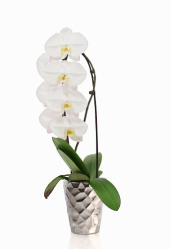 Live Orchids in Ceramic Pot Perspective: front