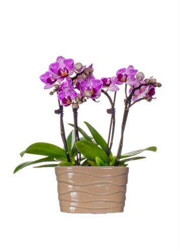 Mini Orchid in Ceramic Planter Perspective: front