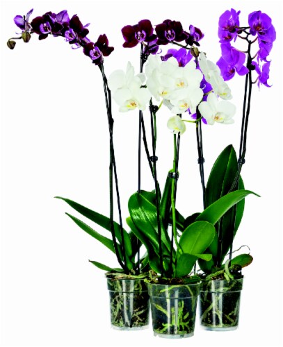 Orchid Bare Pot Perspective: front