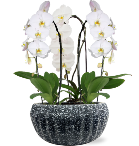 Waterfall Orchid Trio Planter Perspective: front