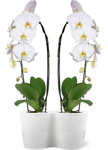 Live Waterfall Orchids in Duo Planter Perspective: front