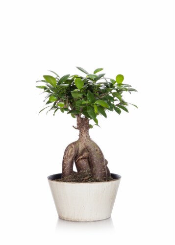 Bonsai Potted Plant Perspective: front