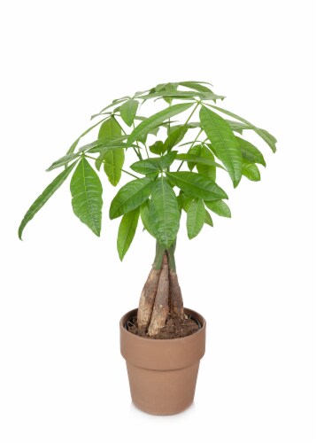 Money Tree Clay Potted Foliage Plant Perspective: front