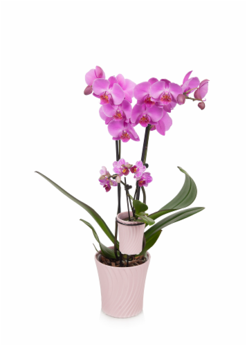 Mother Daughter Orchid Combo Perspective: front