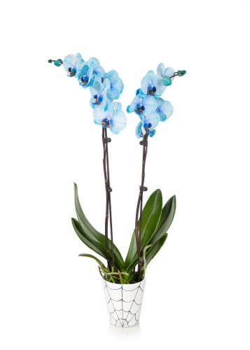 Orchid Holiday Watercolor in Ceramic Pot Perspective: front