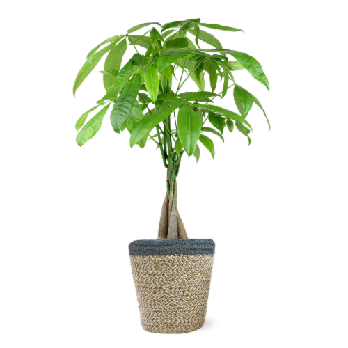 Money Tree with Jute Pot Perspective: front
