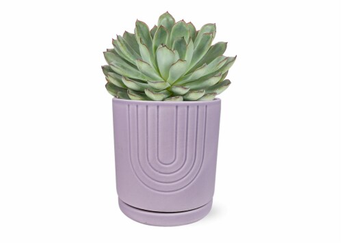 Mother's Day Fresh Succulent in 5 inch Ceramic Container Perspective: front