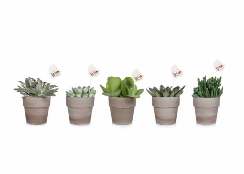 Succulent in Clay Perspective: front