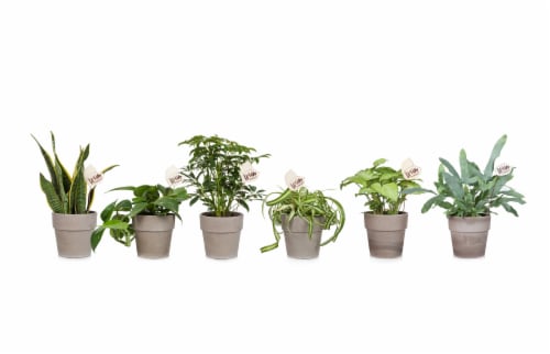 Foliage Potted Plant - Assorted Perspective: front