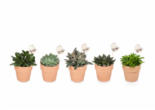 Succulent in Clay Pot - Assorted Perspective: front