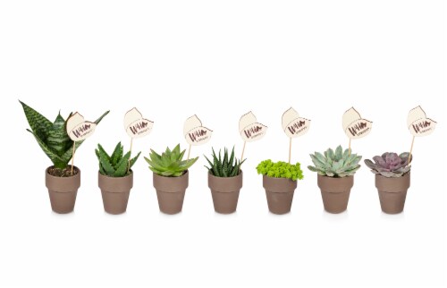 Clay Potted Succulent Plant - Assorted Perspective: front