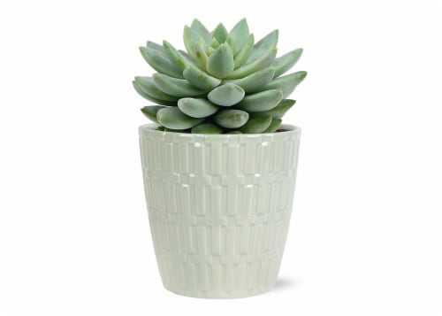 Succulent Ceramic Pot Perspective: front
