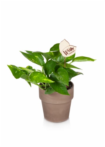 Pothos Plant Perspective: front