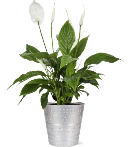 Peace Lily Potted Plant Perspective: front