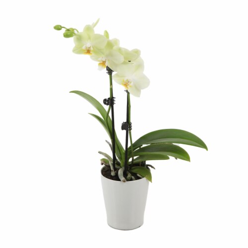 Just Add Ice Yellow Orchid in 3" Ceramic Pot (Approximate Delivery is 2-7 Days) Perspective: front