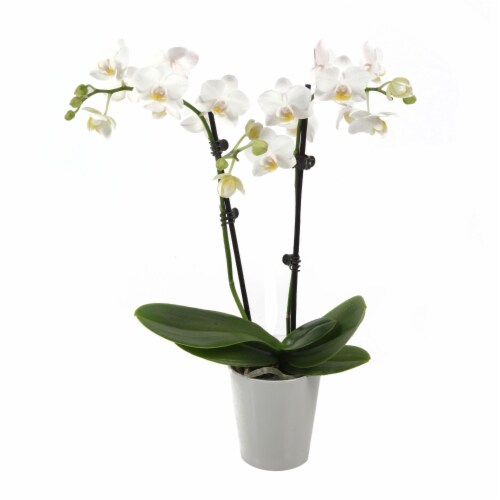 Just Add Ice White Orchid in 3" Ceramic Pot (Approximate Delivery is 2-7 Days) Perspective: front