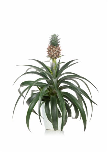 Bromeliad Pineapple + Ceramic Pot Perspective: front