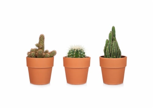 Cactus in Clay Pot - Assorted Perspective: front
