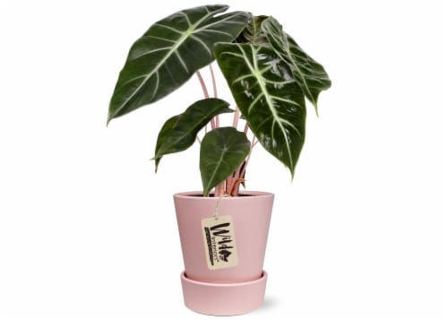 Wild Interiors® 5 Foliage Curated Pink Collection Perspective: front