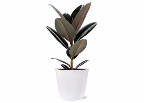 Foliage Plastic Perspective: front