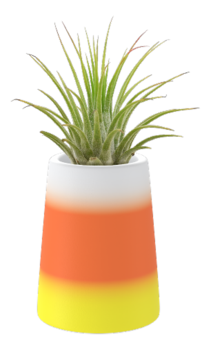 Green Circle Growers Holiday Air Plant Perspective: front