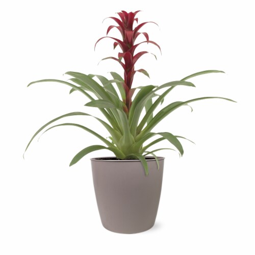 8 Bromeliad in Decorative Plastic Pot Perspective: front