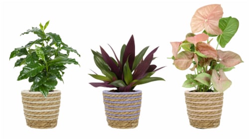 5 in Foliage In Jute Perspective: front