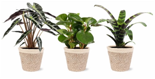 Foliage Signature Collection in Jute Perspective: front