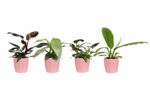 Philodendron Fancy Collection in Ceramic Perspective: front