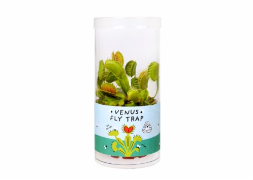 Dionaea Muscipula - Venus Flytrap Perspective: front