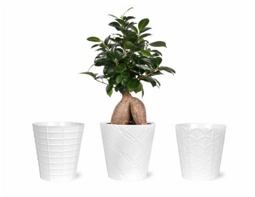 Bonsai Ficus Ginseng Ceramic Perspective: front
