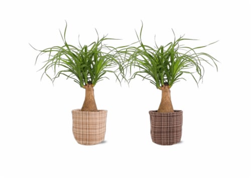 Ponytail Palm Perspective: front