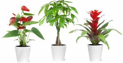 Tropical Potted Assortment In Ceramic Perspective: front