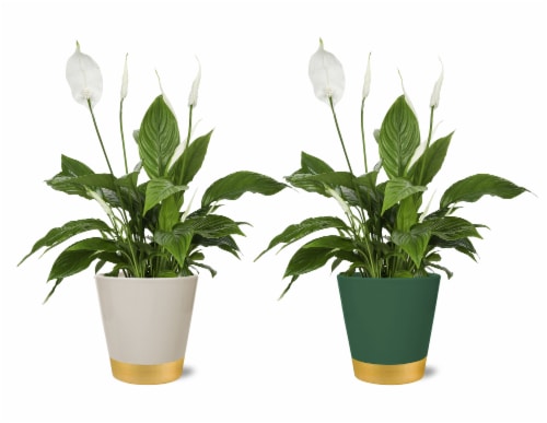 Peace Lily Perspective: front