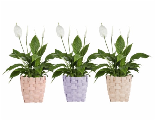 Peace Lily Perspective: front