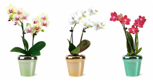Mini Phalaenopsis Orchids In Ceramic Pot Perspective: front