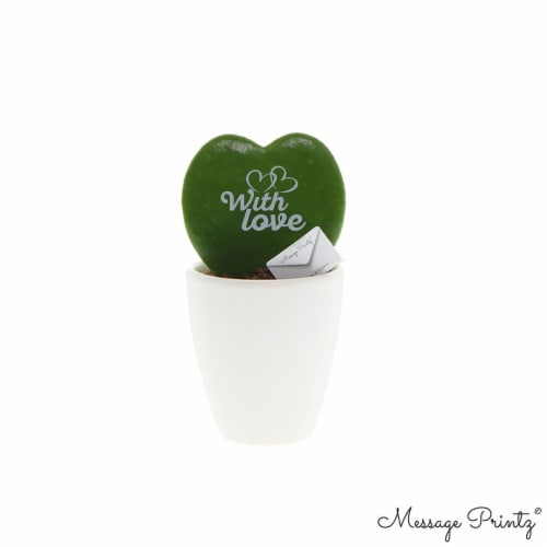 Fresh 2.5 inch Live Hoya Heart Succulent with Script Perspective: front