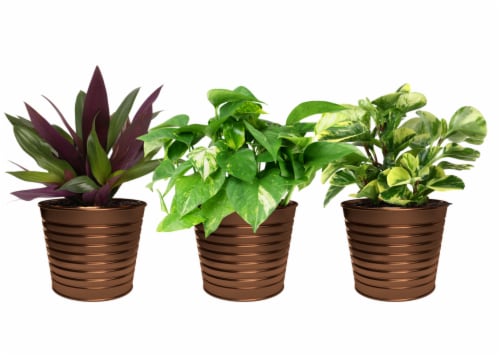 Foliage in Tin Pot - Assorted Perspective: front