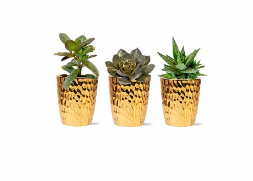 Succulent with Glitter in Ceramic Pot Perspective: front