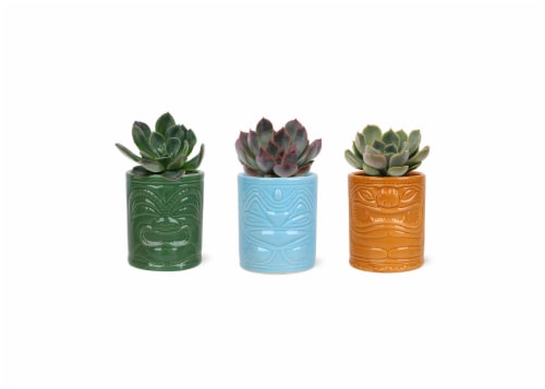 Foliage in Ceramic Specialty Pot Perspective: front