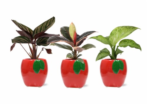 Mini Foliage in Ceramic Planters Perspective: front