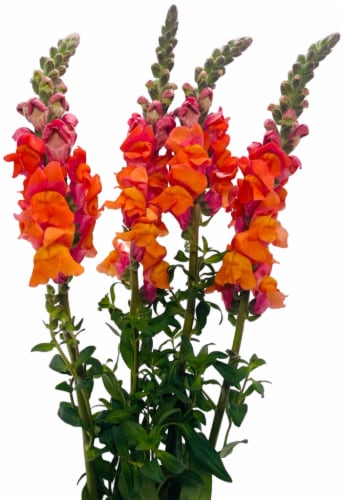 Snapdragon Bunch (assorted colors available) Perspective: front