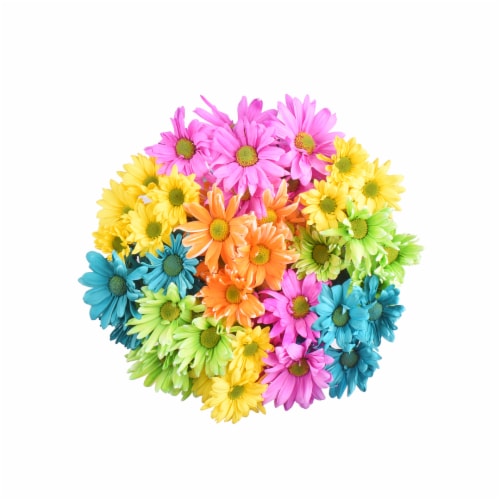 Crazy for Daisies: Types of Colorful Daisies