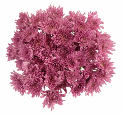 Premium Poms - Purple / Lavender Perspective: front